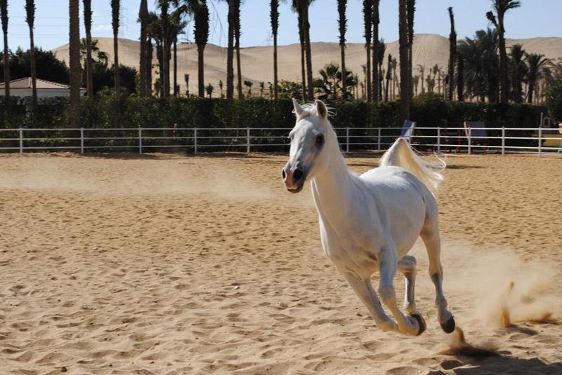 Sakkara Country Club Hotel El Hawamdeya 외부 사진